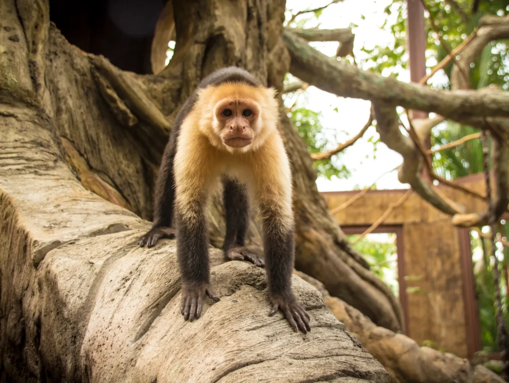 Animal-Sanctuary-White-faced-monkey