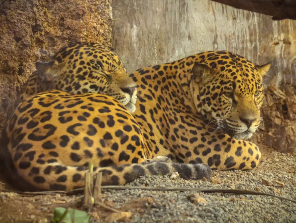 Animal-Sanctuary2