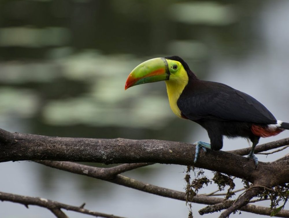 Costa-Rican-Toucan