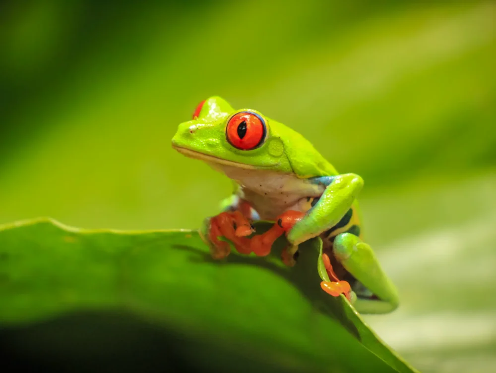 Diamantes-Animal-Sanctuary-109